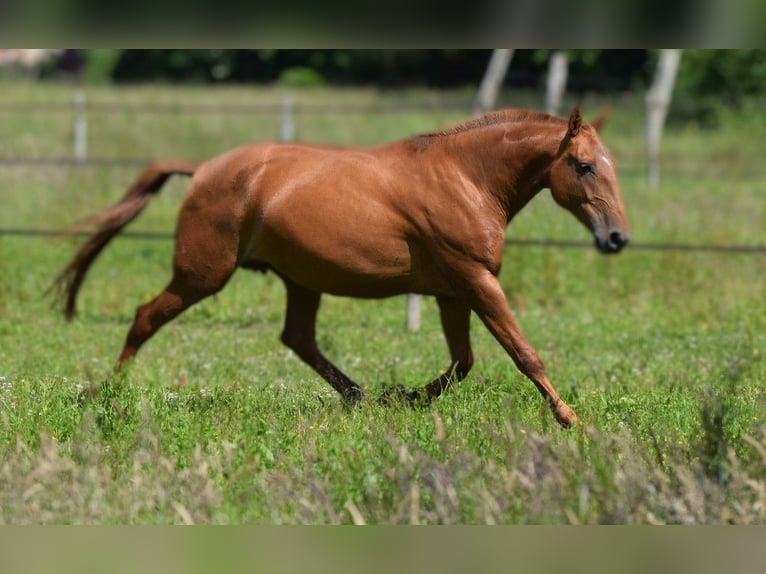 Lusitano Mare 6 years 16,1 hh Chestnut-Red in Arras