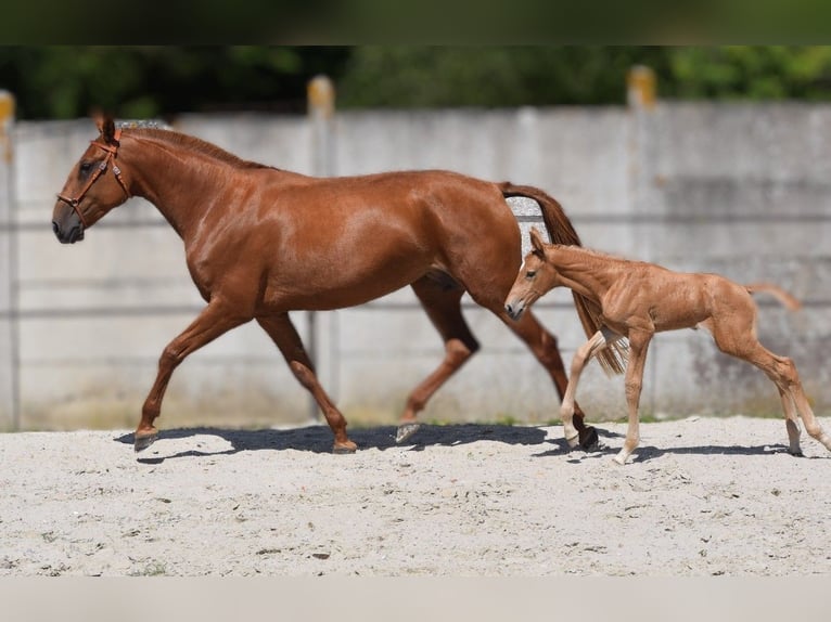 Lusitano Mare 6 years 16,1 hh Chestnut-Red in Arras