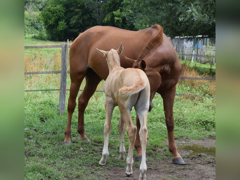 Lusitano Mare 6 years 16,1 hh Chestnut-Red in Arras