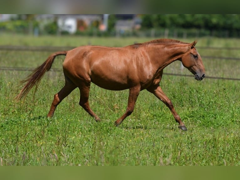 Lusitano Mare 6 years 16,1 hh Chestnut-Red in Arras
