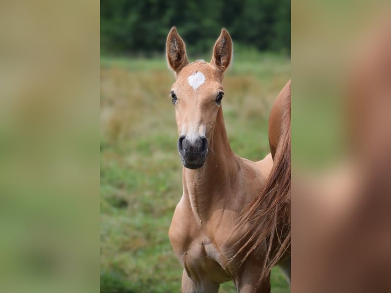 Lusitano Mare 6 years 16,1 hh Chestnut-Red in Arras