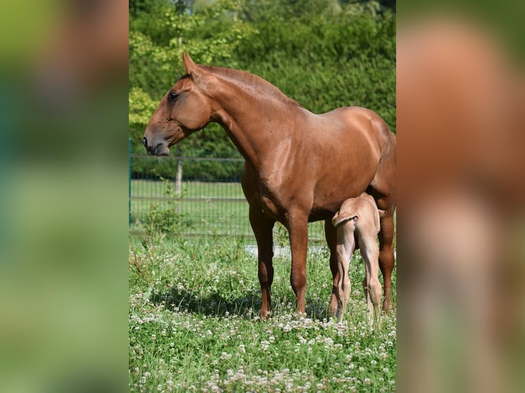 Lusitano Mare 6 years 16,1 hh Chestnut-Red in Arras