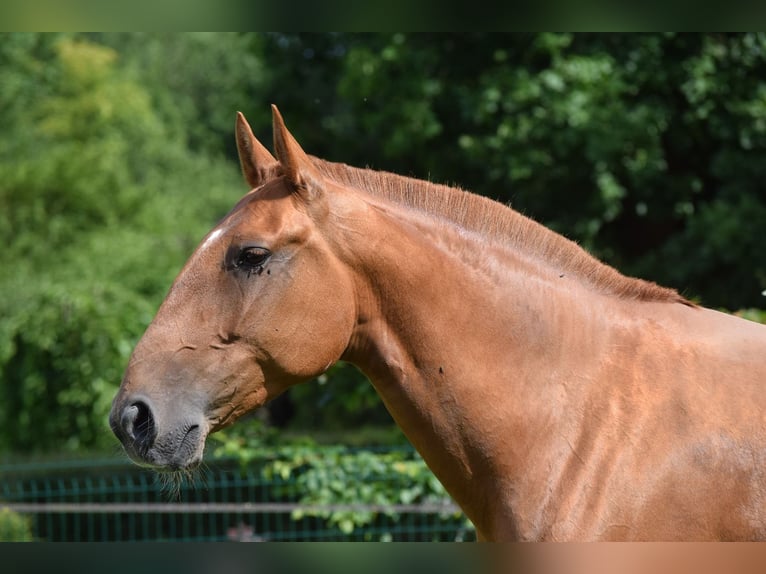 Lusitano Mare 6 years 16,1 hh Chestnut-Red in Arras