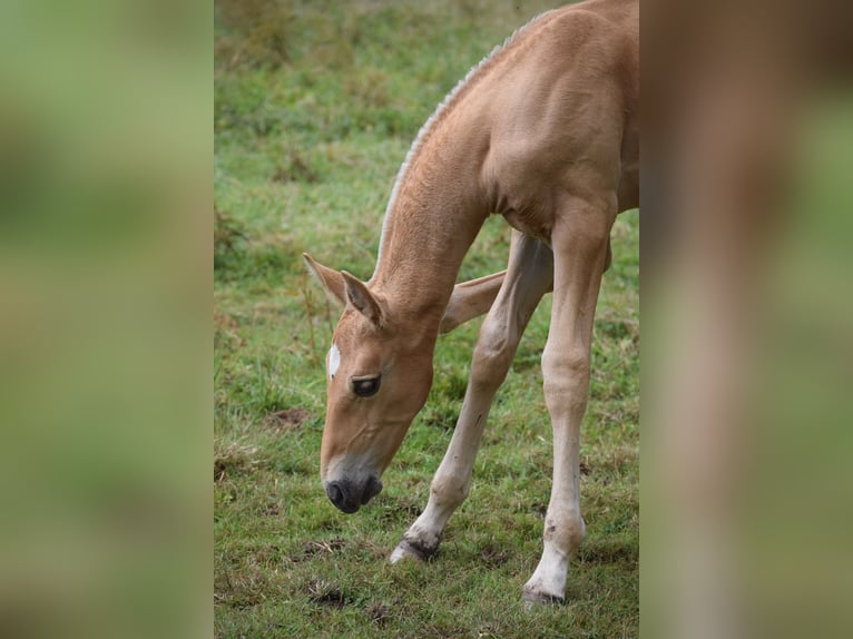 Lusitano Mare 6 years 16,1 hh Chestnut-Red in Arras