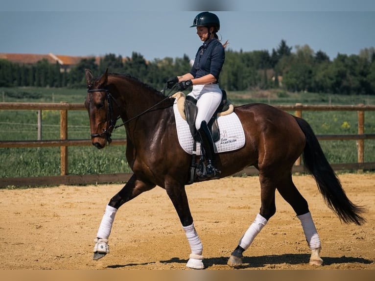 Lusitano Mare 6 years 16,1 hh in ix en Provence