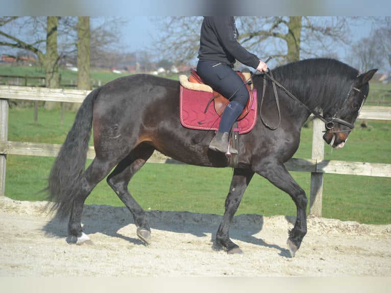 Lusitano Mare 7 years 15.1 hh Black in Breda