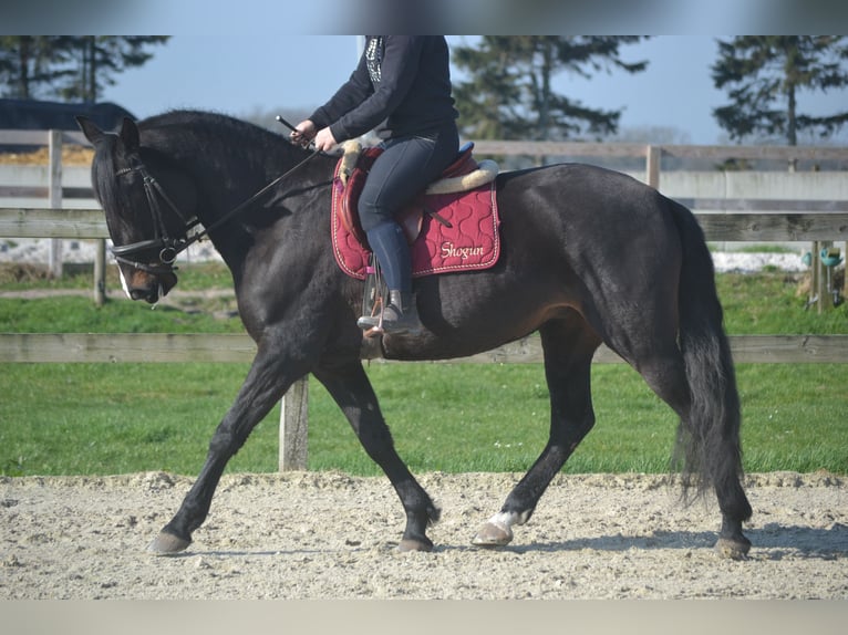 Lusitano Mare 7 years 15.1 hh Black in Breda
