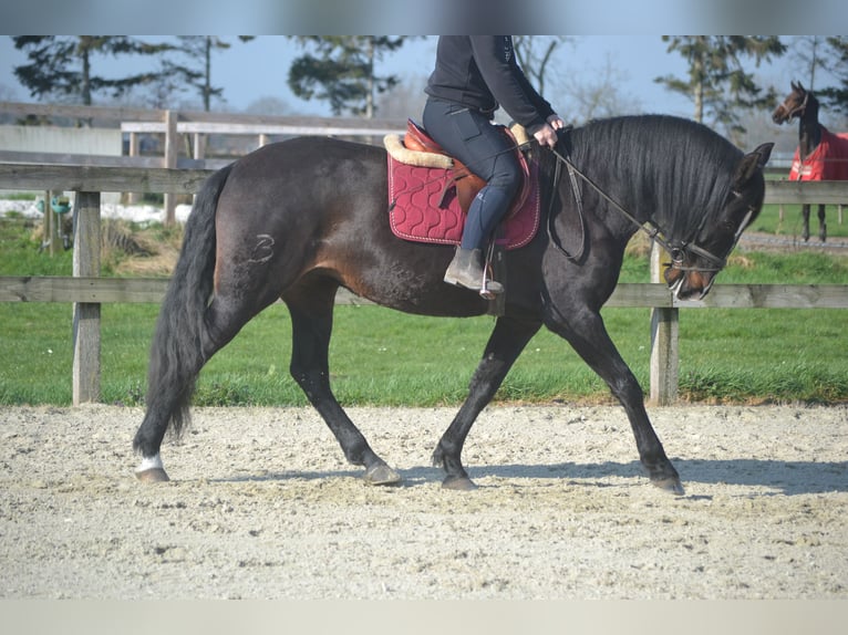 Lusitano Mare 7 years 15.1 hh Black in Breda