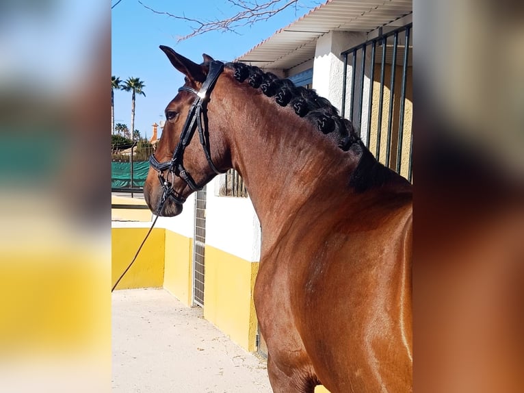 Lusitano Mare 7 years 15,2 hh Brown in Martfeld