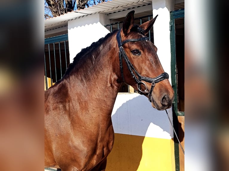 Lusitano Mare 7 years 15,2 hh Brown in Martfeld