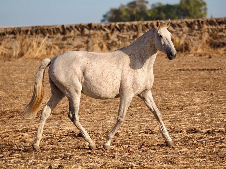 Lusitano Mare 7 years 15.2 hh Grey in Navas Del Madroño