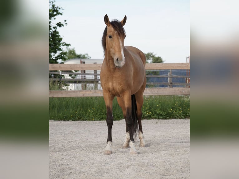 Lusitano Mare 7 years 15 hh Buckskin in Quick