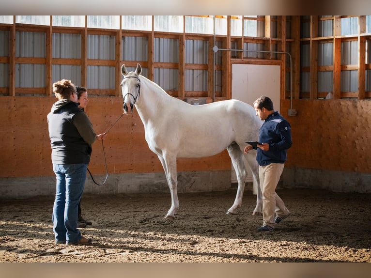 Lusitano Mare 7 years 15,1 hh Gray in Québec
