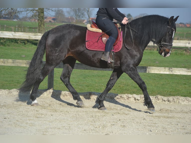 Lusitano Mare 7 years 15,1 hh Smoky-Black in Breda