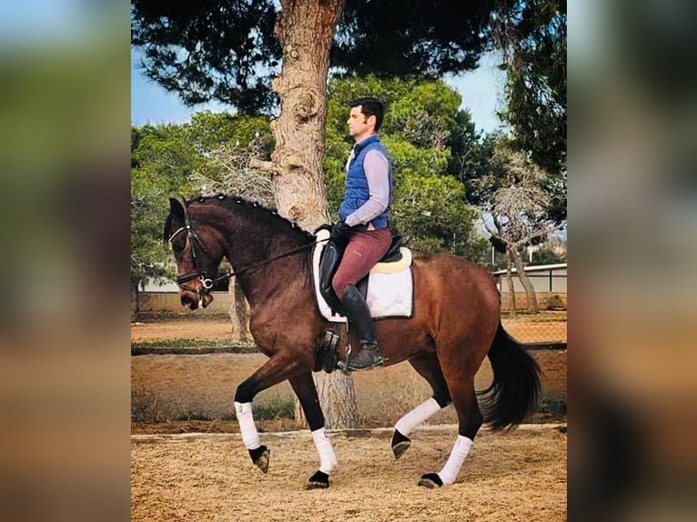 Lusitano Mare 7 years 15,2 hh Brown in Martfeld