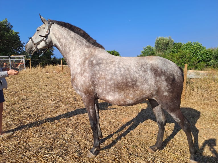 Lusitano Mare 7 years 15,2 hh Can be white in pera