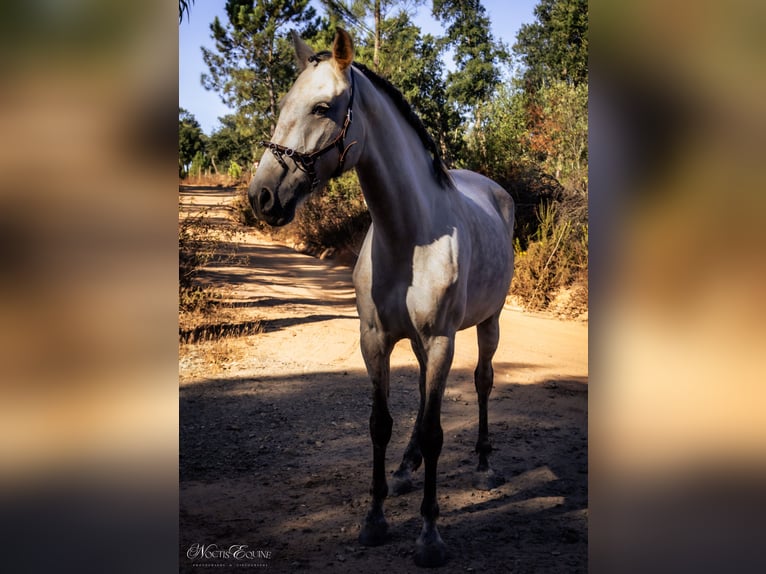 Lusitano Mare 7 years 15,2 hh Grey-Red-Tan in S&#xE3;o Teot&#xF3;nio