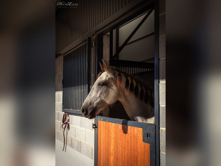 Lusitano Mare 7 years 15,2 hh Grey-Red-Tan in S&#xE3;o Teot&#xF3;nio