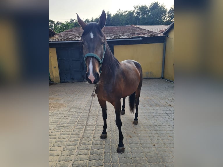 Lusitano Mare 7 years 16.2 hh Brown in Felgueiras