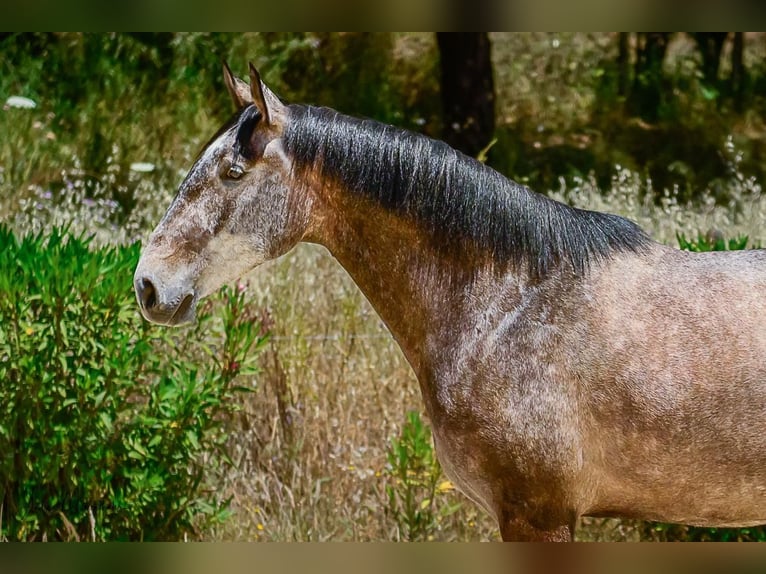 Lusitano Mare 7 years 16.2 hh Grey in Lauchringen