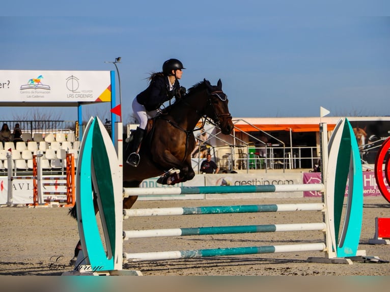 Lusitano Mare 7 years 16 hh Brown in Madrid