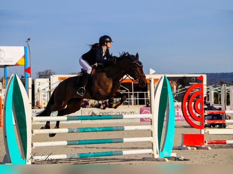 Lusitano Mare 7 years 16 hh Brown in Madrid