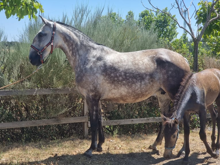 Lusitano Mare 7 years Grey in Villafeliz De La Sobarriba