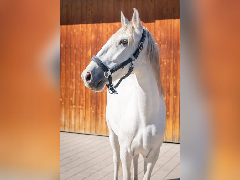 Lusitano Mare 8 years 14.2 hh Grey in Finsing