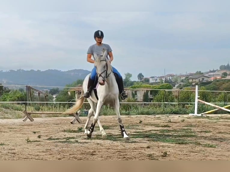 Lusitano Mare 8 years 14.2 hh Grey in Finsing