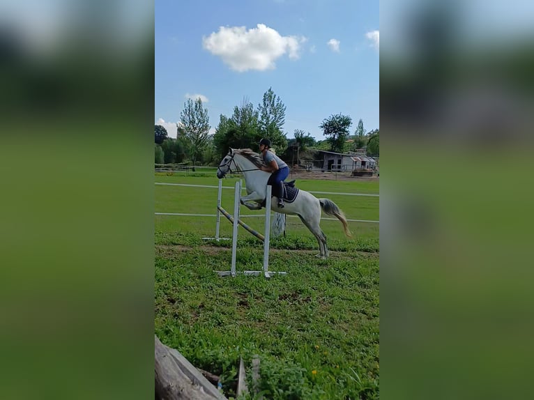 Lusitano Mare 8 years 14.2 hh Grey in Finsing