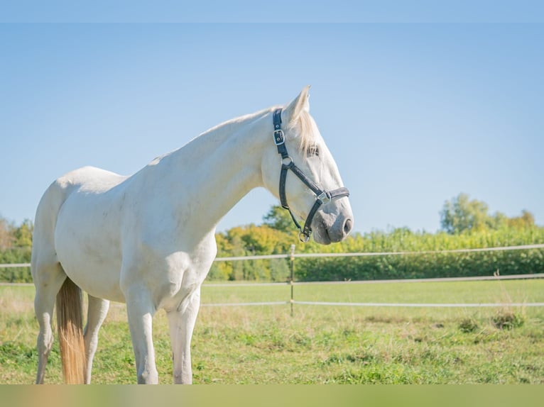 Lusitano Mare 8 years 14.2 hh Grey in Finsing