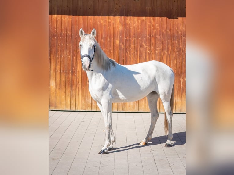 Lusitano Mare 8 years 14.2 hh Grey in Finsing