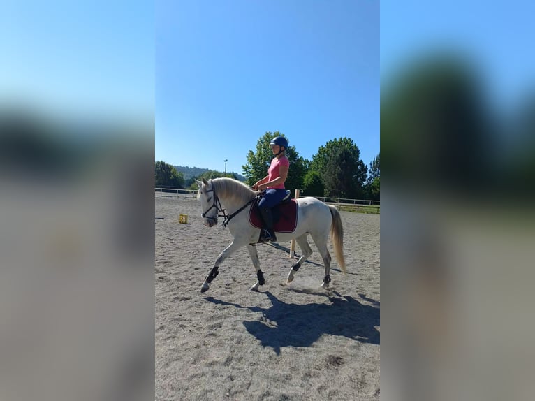 Lusitano Mare 8 years 14.2 hh Grey in Finsing
