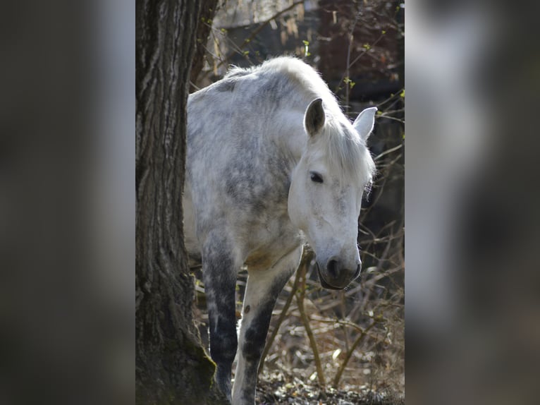 Lusitano Mix Mare 8 years 15.1 hh Grey-Dapple in Eggendorf im Thale