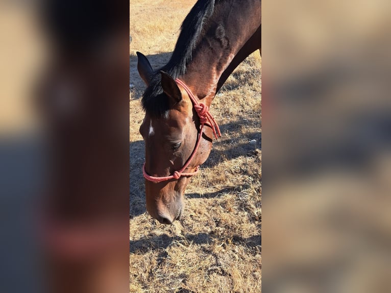 Lusitano Mare 8 years 15.2 hh Brown in Castelo branco