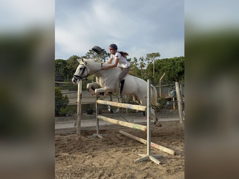 Lusitano Mare 8 years 15.2 hh White in Almada