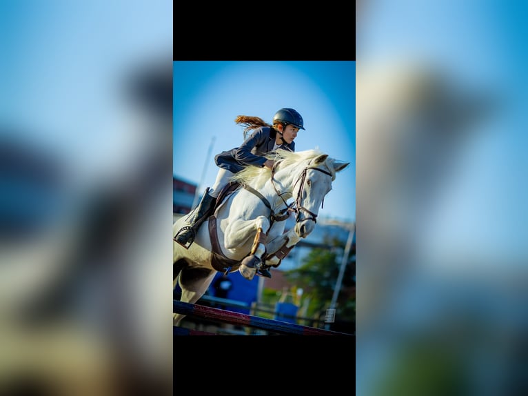 Lusitano Mare 8 years 15.2 hh White in Almada