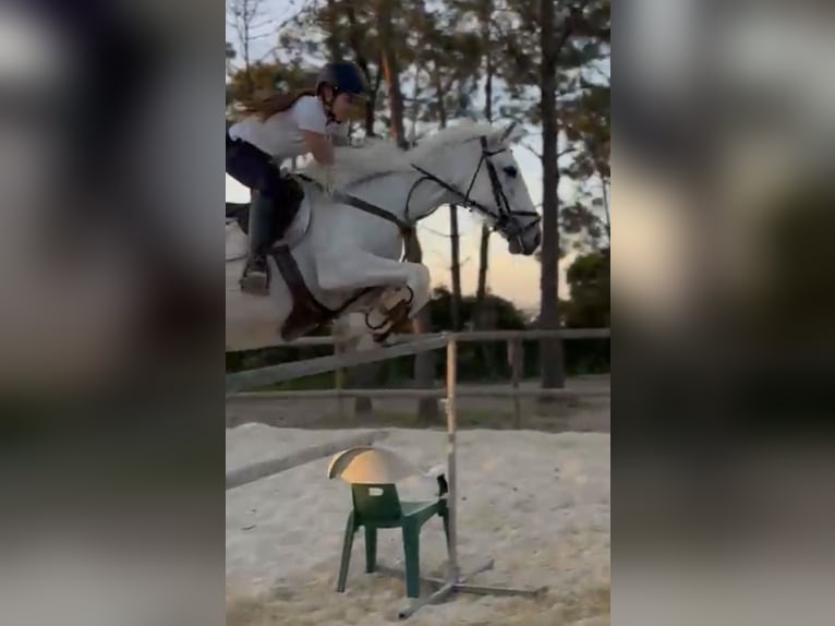 Lusitano Mare 8 years 15.2 hh White in Almada