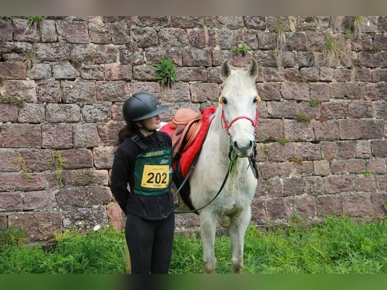 Lusitano Mare 8 years 15 hh Gray in Montreux-Jeune