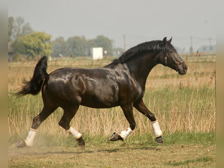 Lusitano Mare 8 years 15,2 hh Black in Bredene