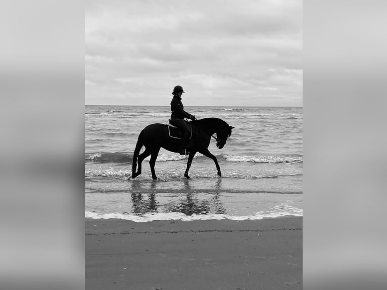 Lusitano Mare 8 years 15,2 hh Black in Bredene