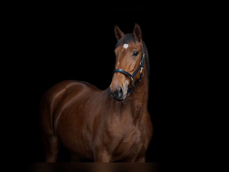 Lusitano Mare 8 years 15,2 hh Brown in Halle NRW