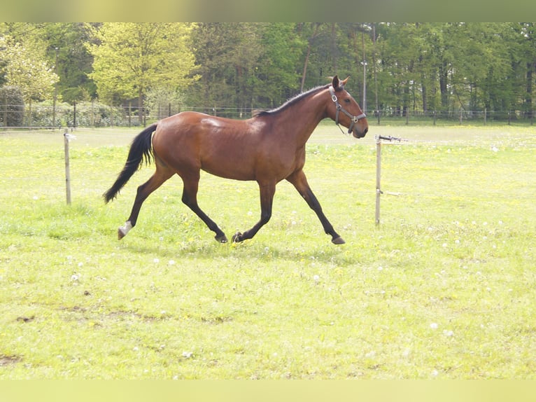 Lusitano Mare 8 years 15,2 hh Brown in Halle NRW