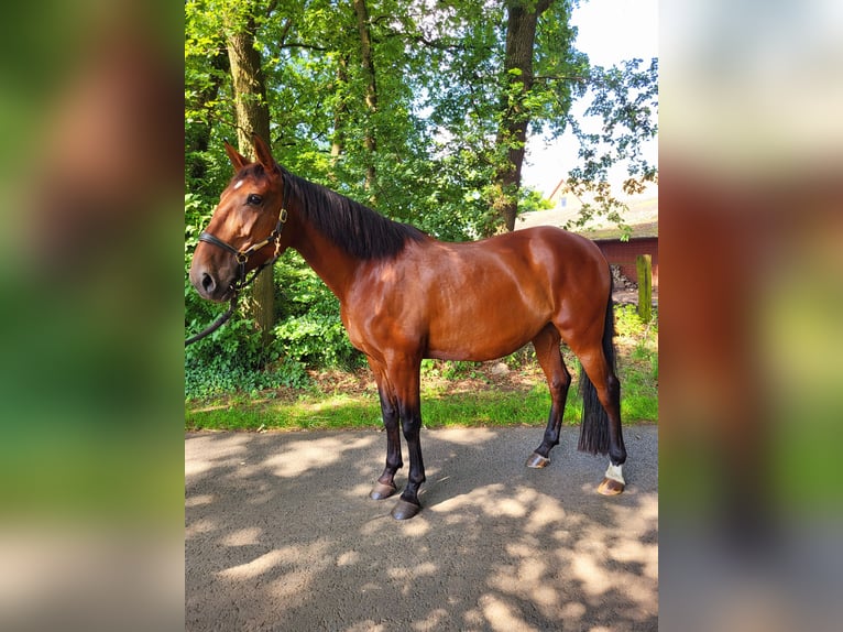 Lusitano Mare 8 years 15,2 hh Brown in Halle NRW