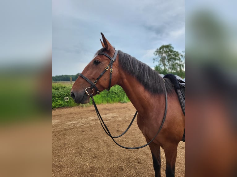 Lusitano Mare 8 years 15,2 hh Brown in Halle NRW