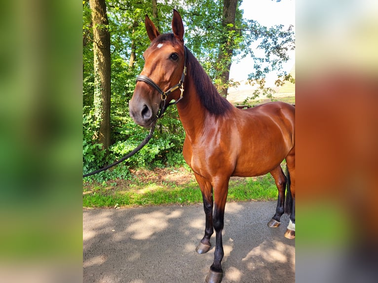 Lusitano Mare 8 years 15,2 hh Brown in Halle NRW