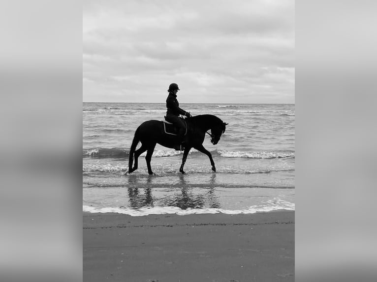 Lusitano Mare 8 years 15,2 hh in Bredene