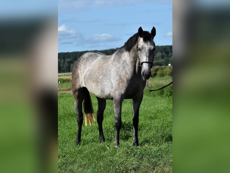 Lusitano Mare 8 years 15,2 hh Gray in Heteren