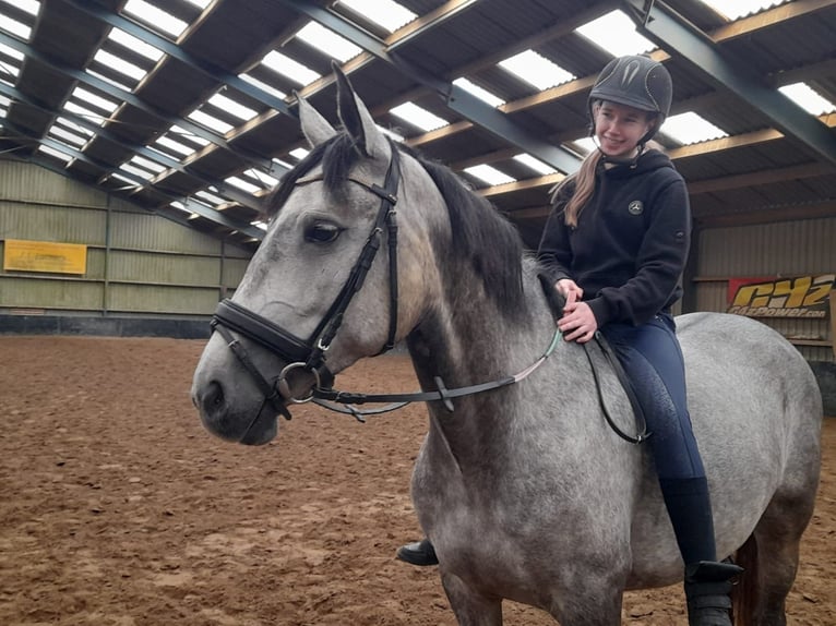 Lusitano Mare 8 years 15,2 hh Gray in Heteren