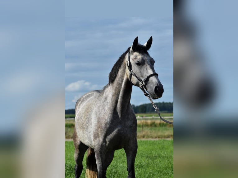 Lusitano Mare 8 years 15,2 hh Gray in Heteren